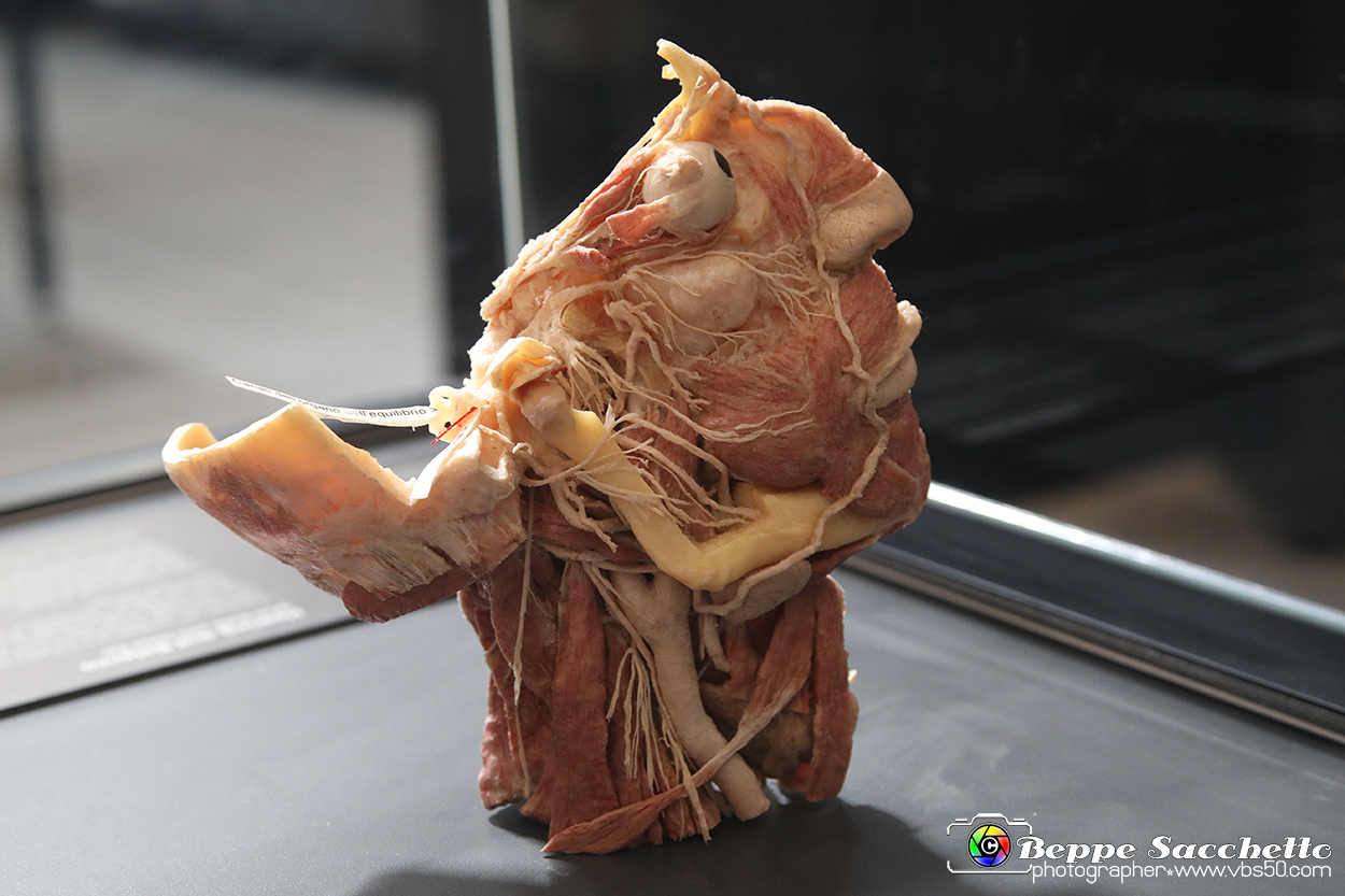 VBS_3140 - Usito ed equilibrio - Mostra Body Worlds.jpg